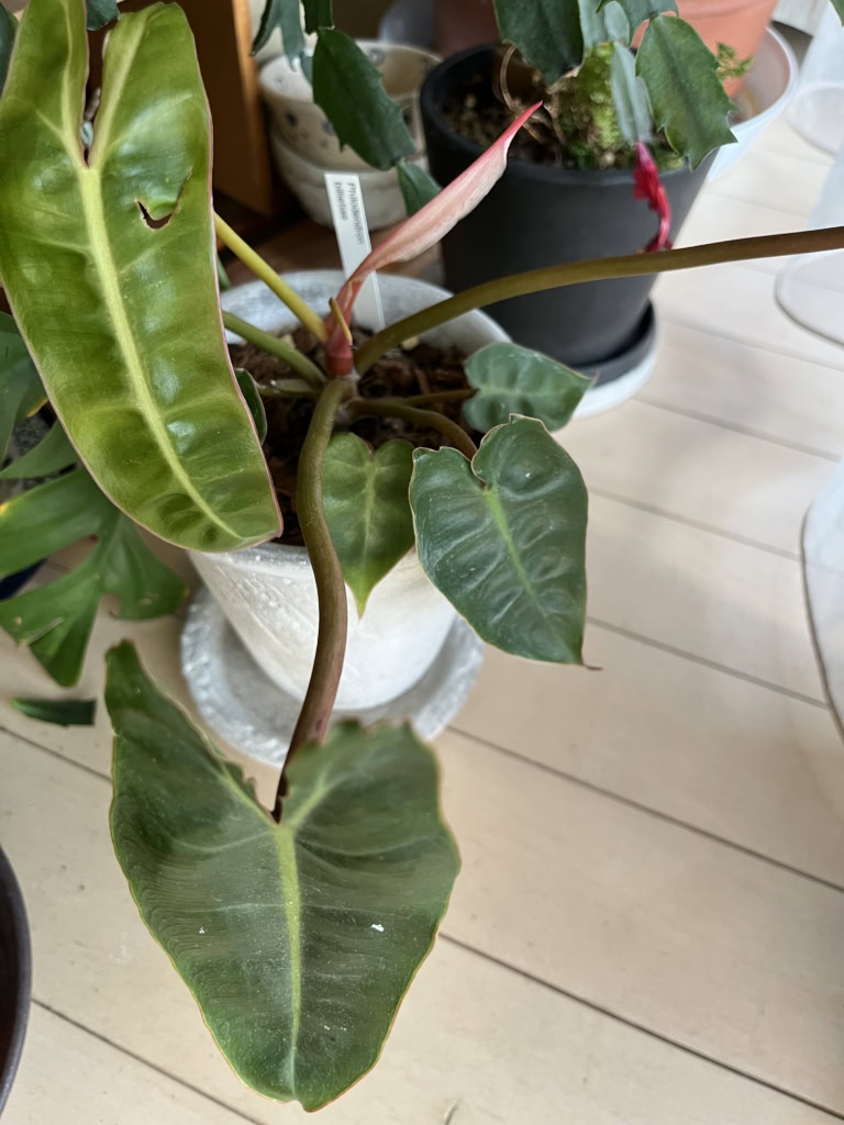 「キツネ君」とニックネームをつけた植物