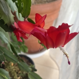 カニサボテンの花