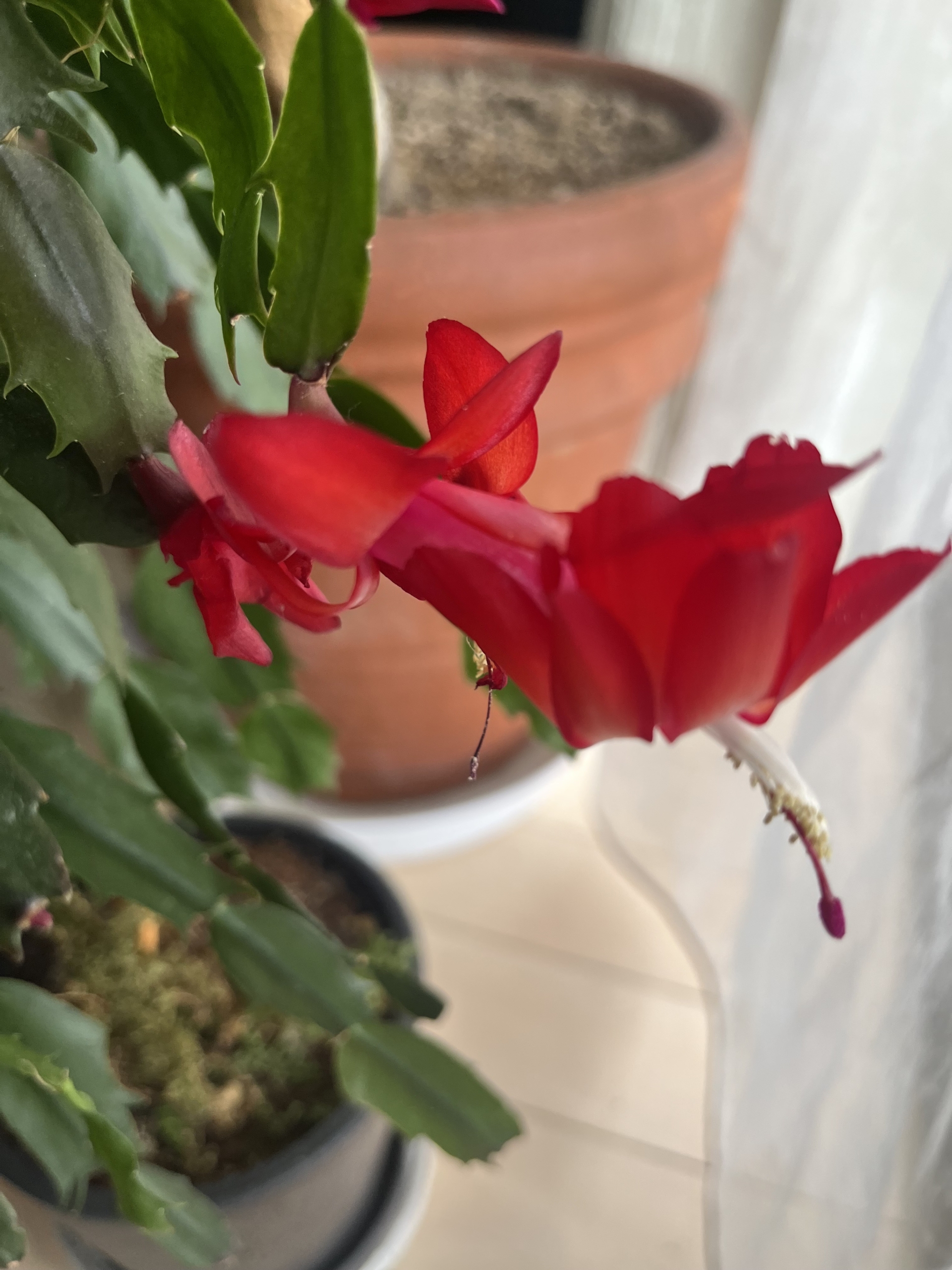 カニサボテンの花