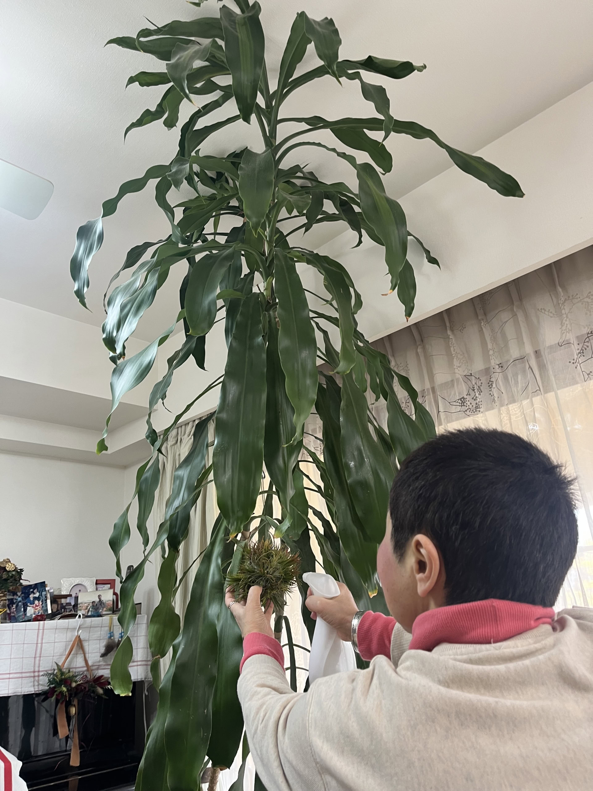 冬場は霧吹きでお手入れ