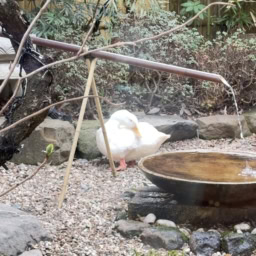 「さくら茶寮」のお庭