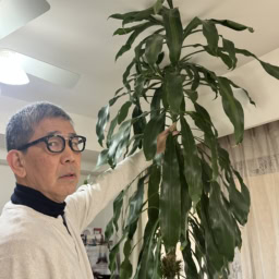 幸福の木「ドラセナ」