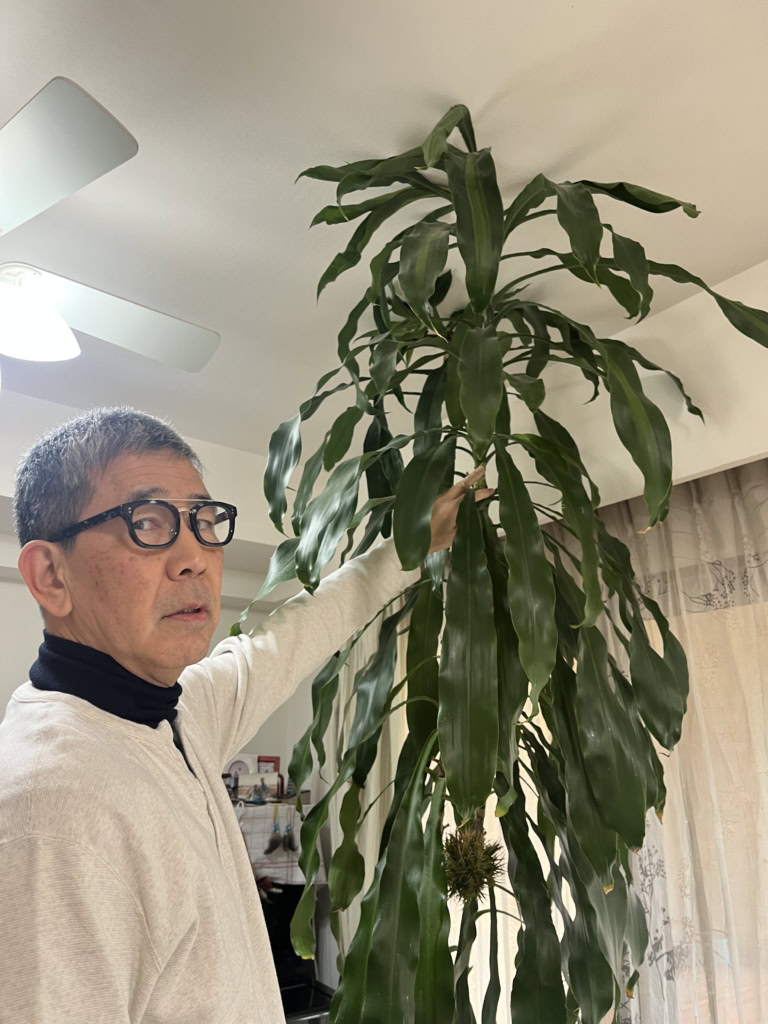 幸福の木「ドラセナ」