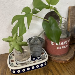 伸び過ぎてカットしたポトスやモンステラなどの葉を、ビンやコップに挿して楽しむ