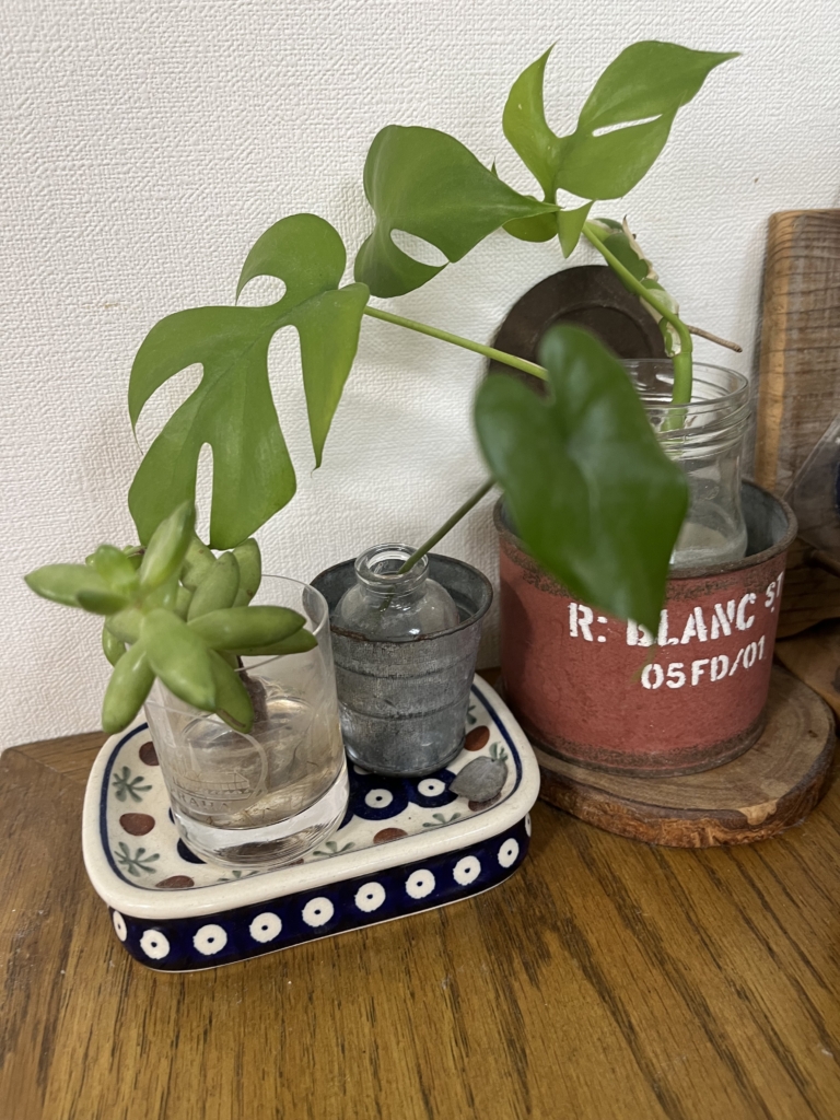 伸び過ぎてカットしたポトスやモンステラなどの葉を、ビンやコップに挿して楽しむ