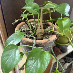 あちこちに飾っているグリーン