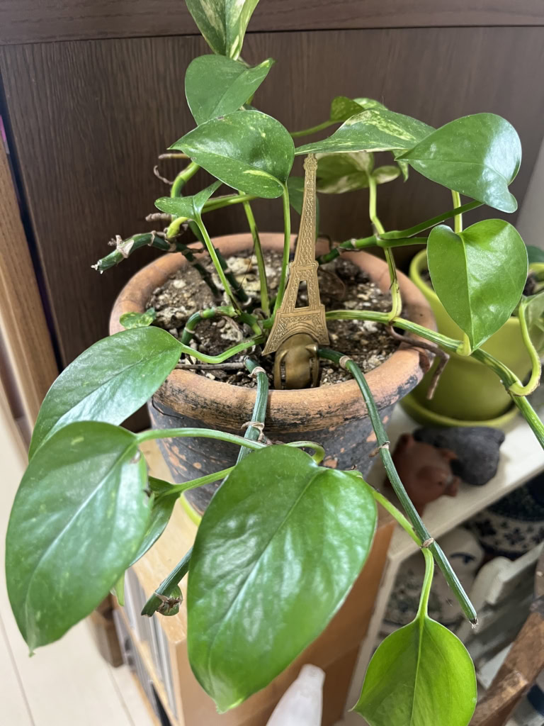 あちこちに飾っているグリーン