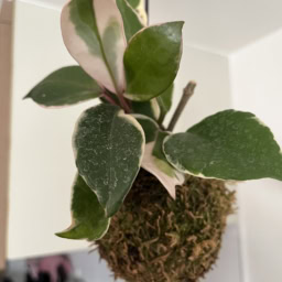 吊るしている植物