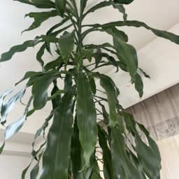 天井まで届いた幸福の木「ドラセナ」