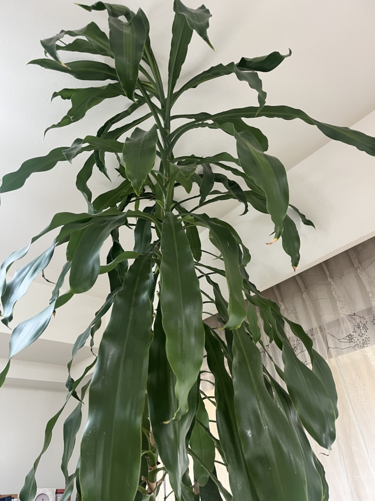 天井まで届いた幸福の木「ドラセナ」