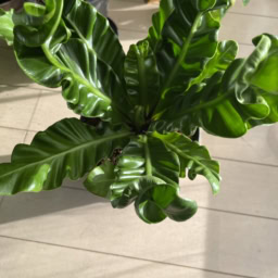 「チヂミ君」とニックネームをつけた植物