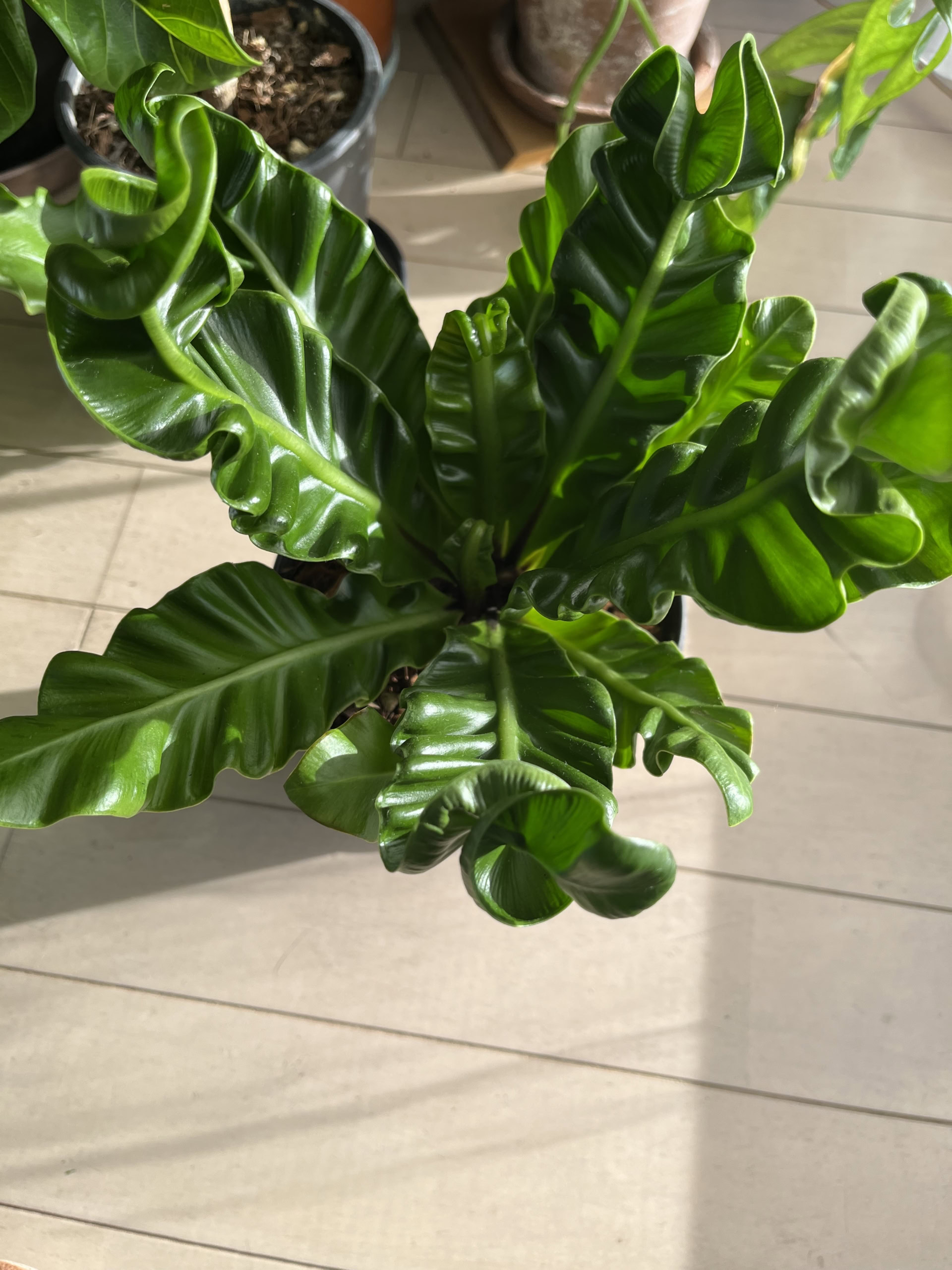 「チヂミ君」とニックネームをつけた植物