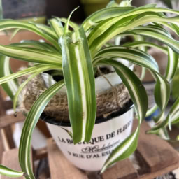 あちこちに飾っているグリーン