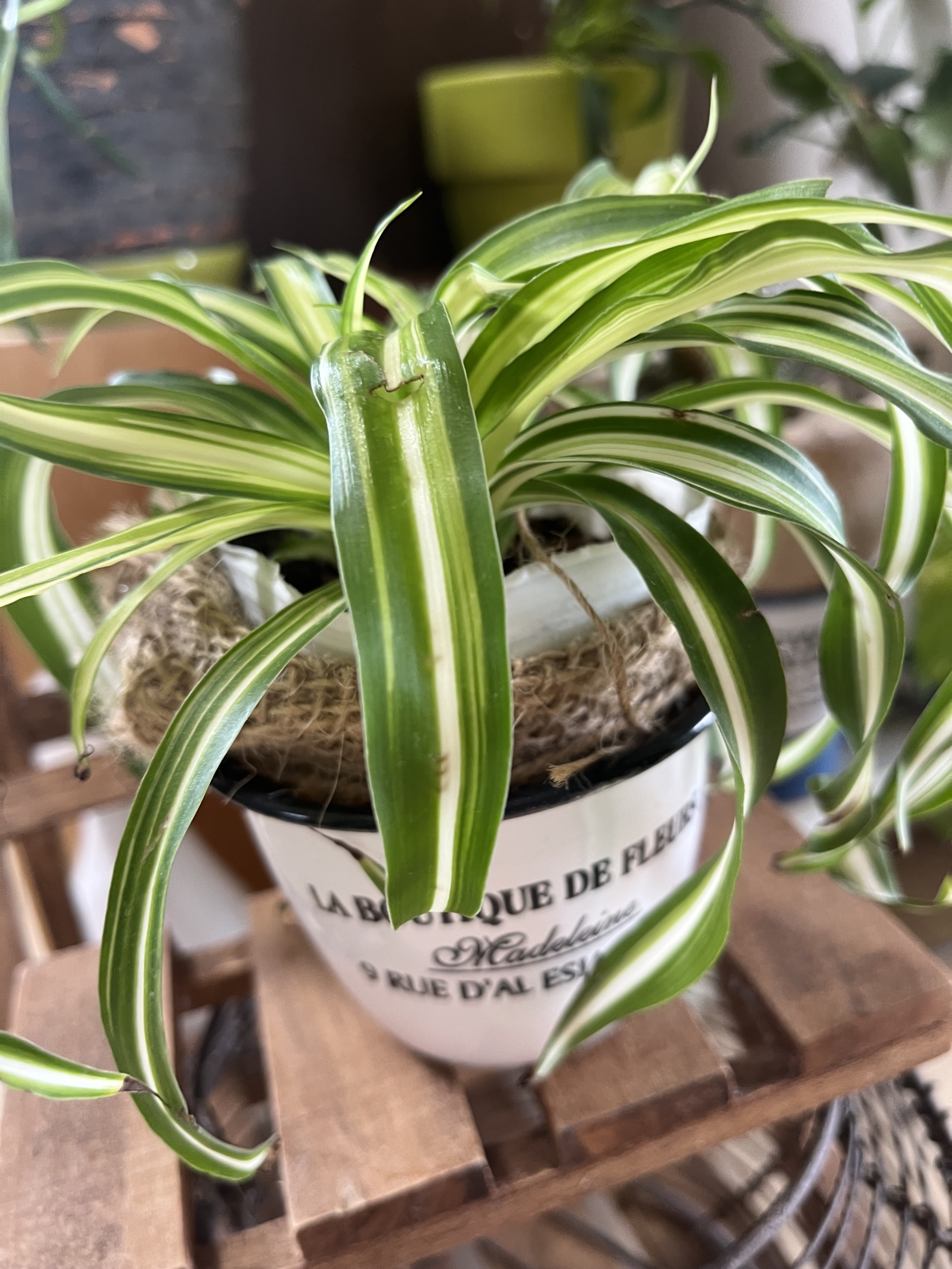 あちこちに飾っているグリーン