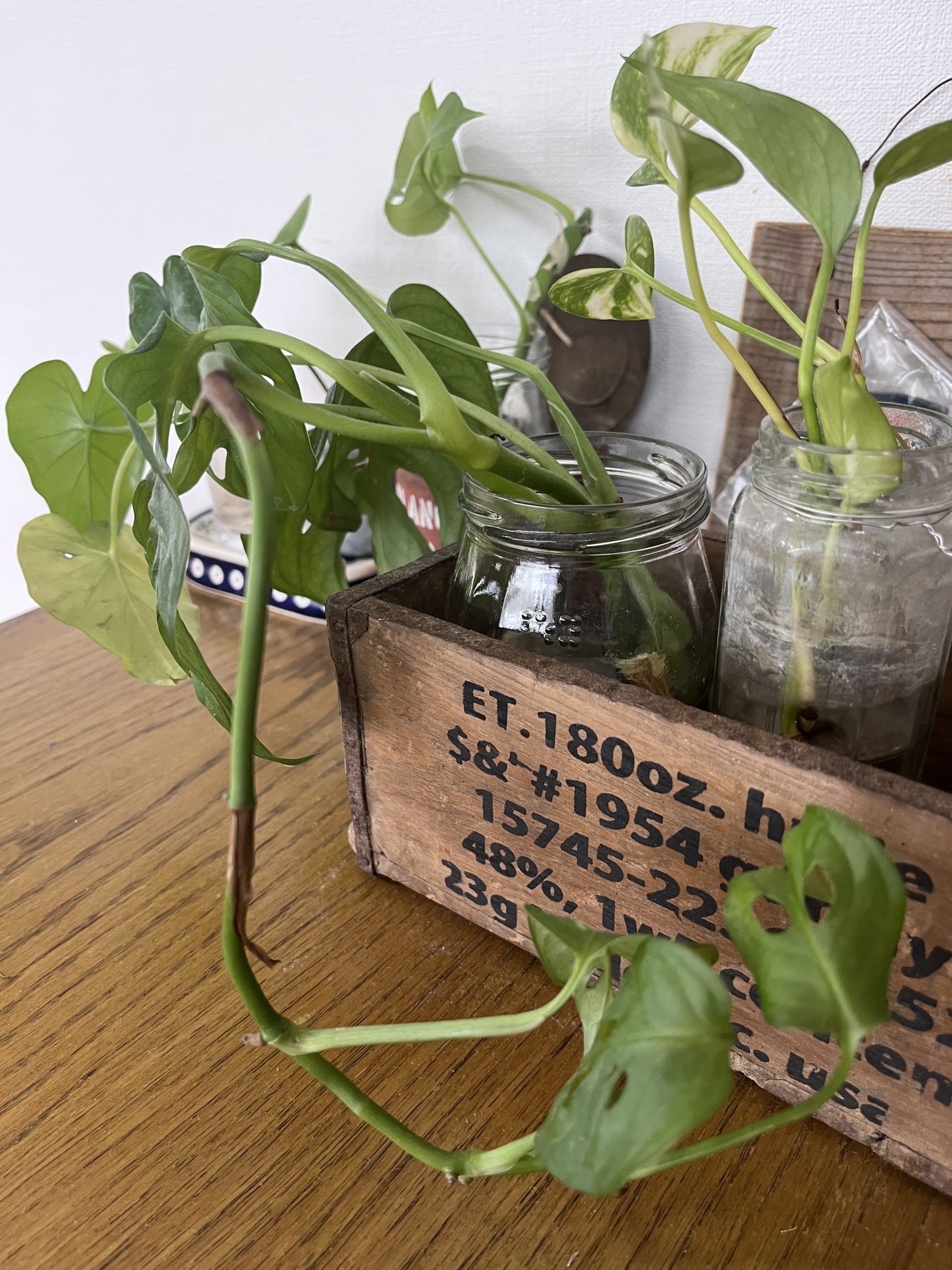 伸び過ぎてカットしたポトスやモンステラなどの葉を、ビンやコップに挿して楽しむ