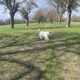 お利口さんのポチ子