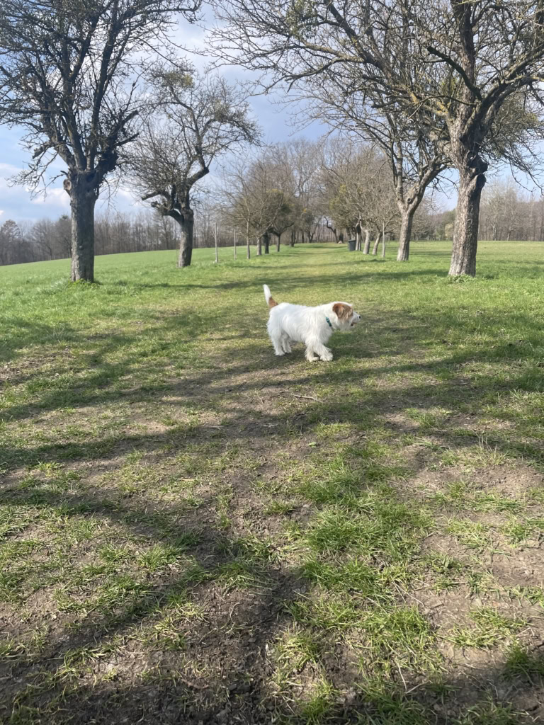 お利口さんのポチ子