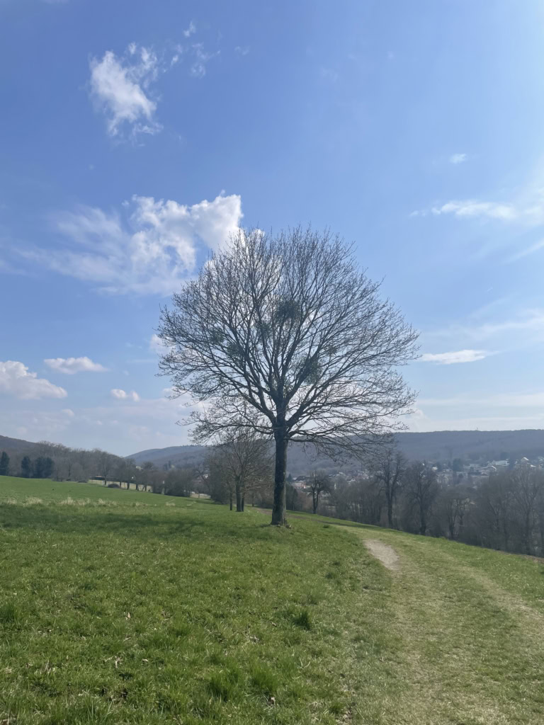 気持ちのいい近くの草原