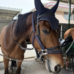 有村さん・乗馬