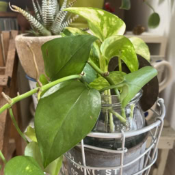 伸び過ぎてカットしたポトスやモンステラなどの葉を、ビンやコップに挿して楽しむ