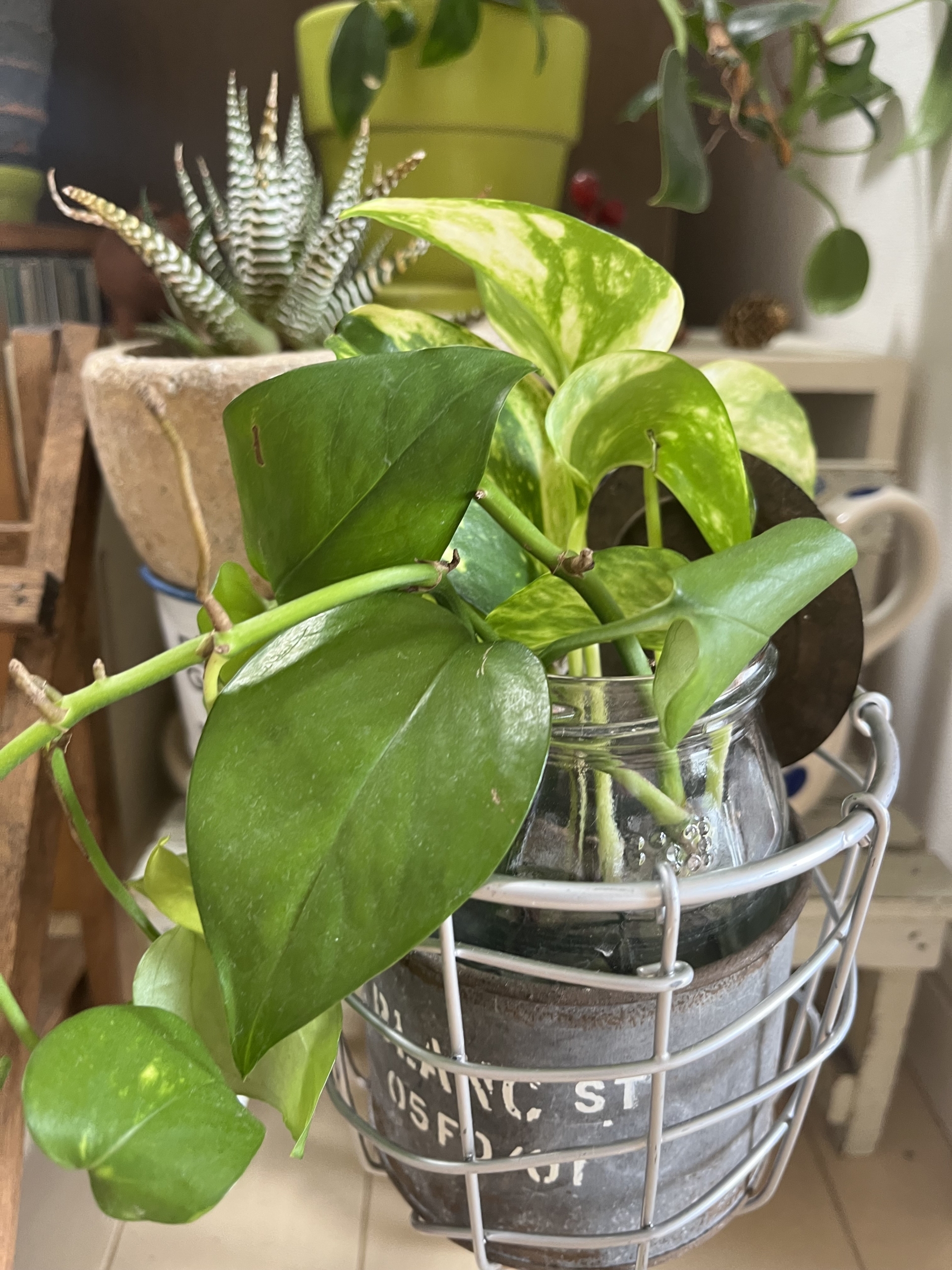 伸び過ぎてカットしたポトスやモンステラなどの葉を、ビンやコップに挿して楽しむ