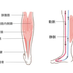 ふくらはぎまわりの構造