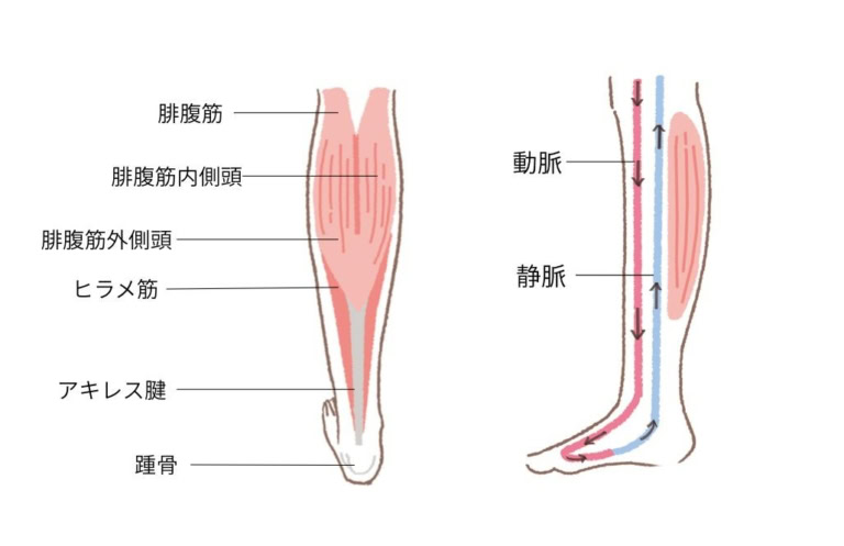 ふくらはぎまわりの構造
