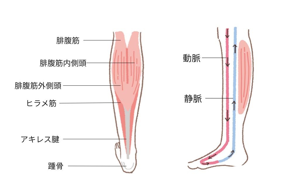 ふくらはぎまわりの構造