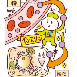 そもそも「血糖値」とは？「血糖値スパイク」が起きるとどうなる？