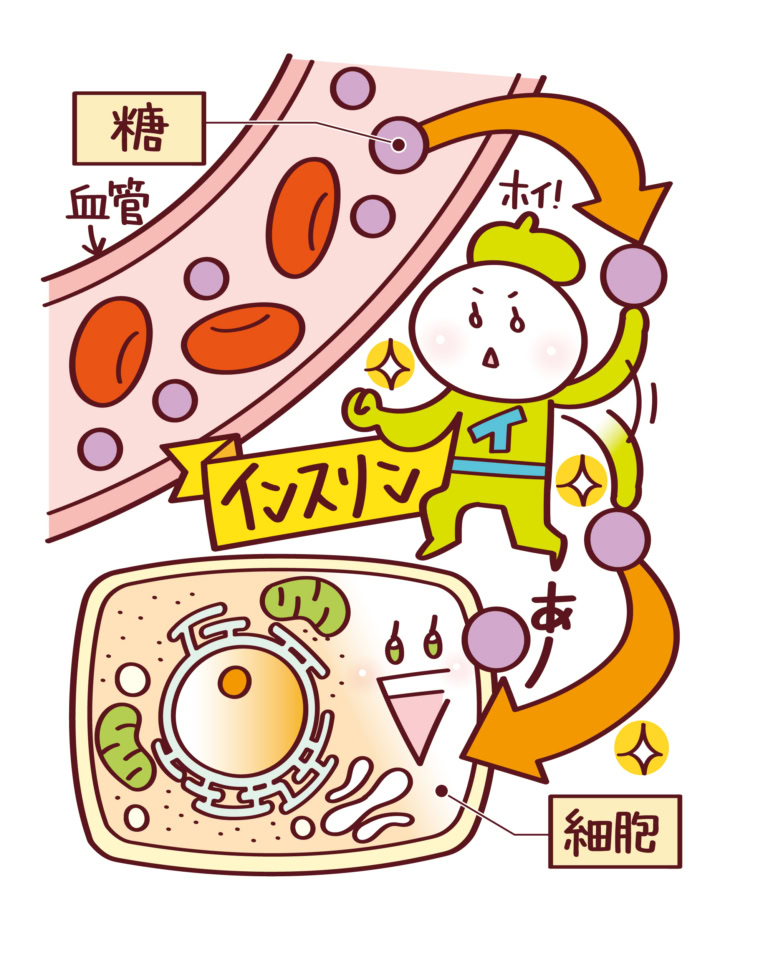 そもそも「血糖値」とは？「血糖値スパイク」が起きるとどうなる？