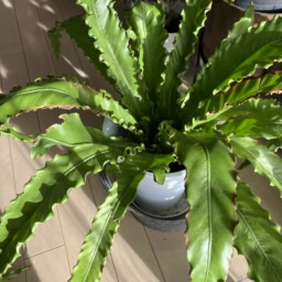 「チリチリ君」とニックネームをつけた植物