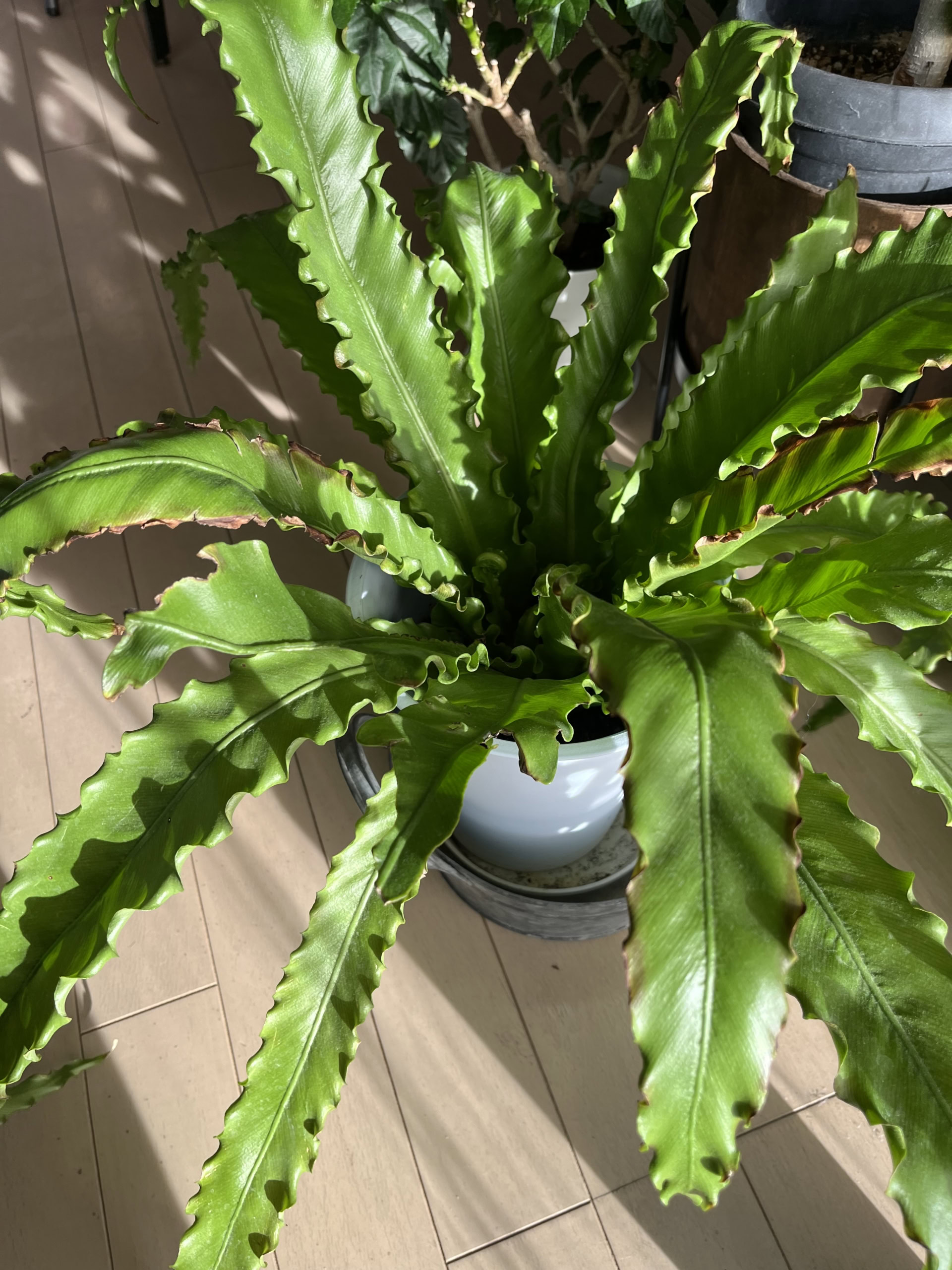 「チリチリ君」とニックネームをつけた植物