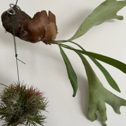 コウモリランと新入りのイオナンタボール