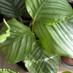 「まん丸ちゃん」とニックネームをつけた植物