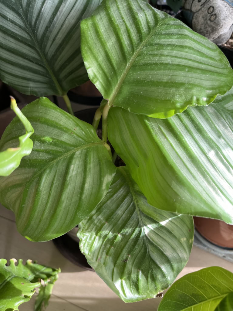 「まん丸ちゃん」とニックネームをつけた植物