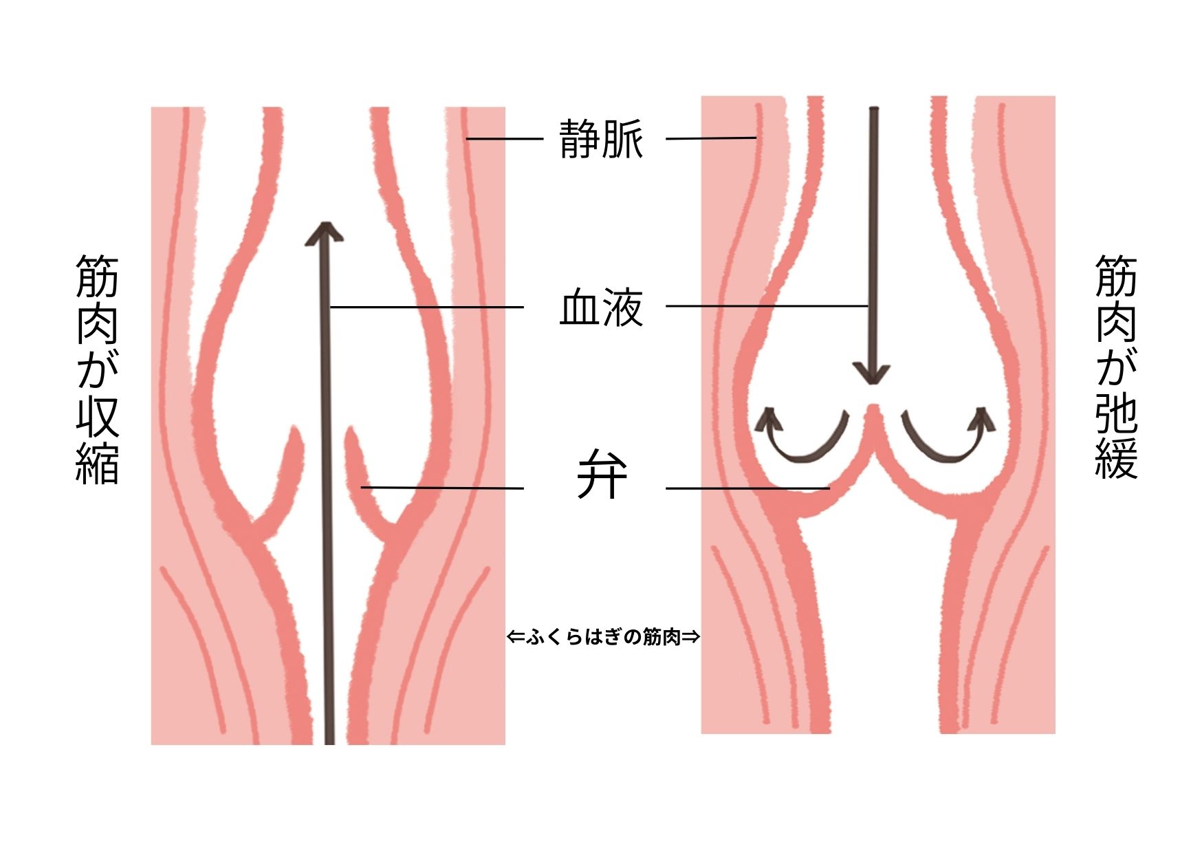 ふくらはぎの筋ポンプの動き
