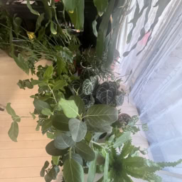 リビングに並べている観葉植物の数々