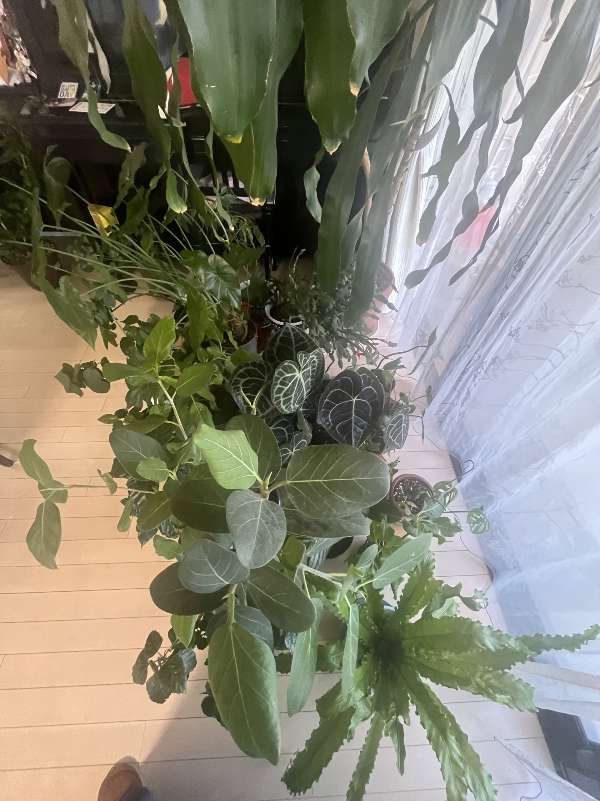 リビングに並べている観葉植物の数々