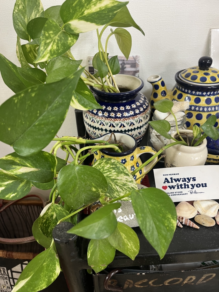 伸び過ぎてカットしたポトスやモンステラなどの葉を、ビンやコップに挿して楽しむ