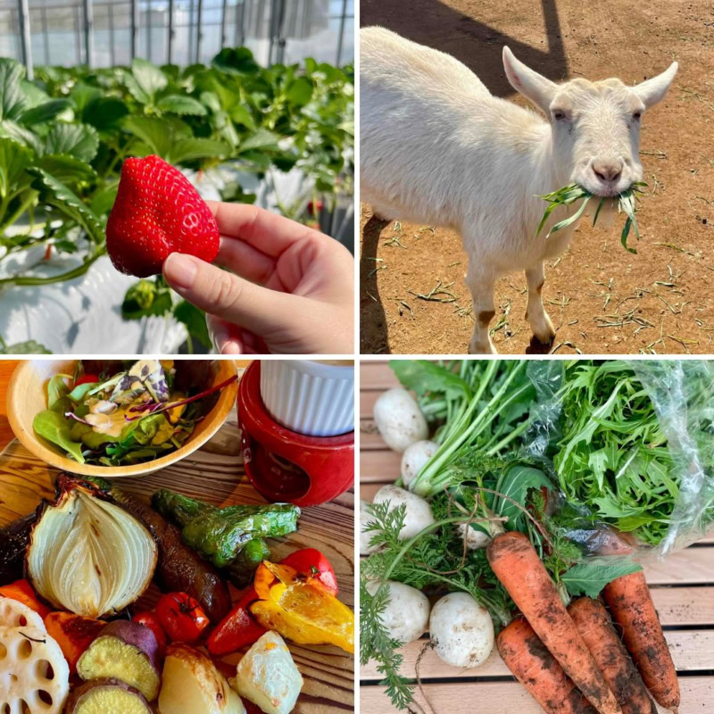 【60代ブログ】千葉県香取市森の農場「THE FARM」で過ごす休日。美味しい野菜やいちご、そして手料理も！｜素敵ブロガー鈴木恵さん