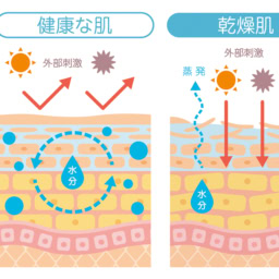 健康な肌と乾燥肌