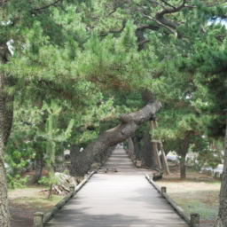 静岡市　御穂神社　神の道