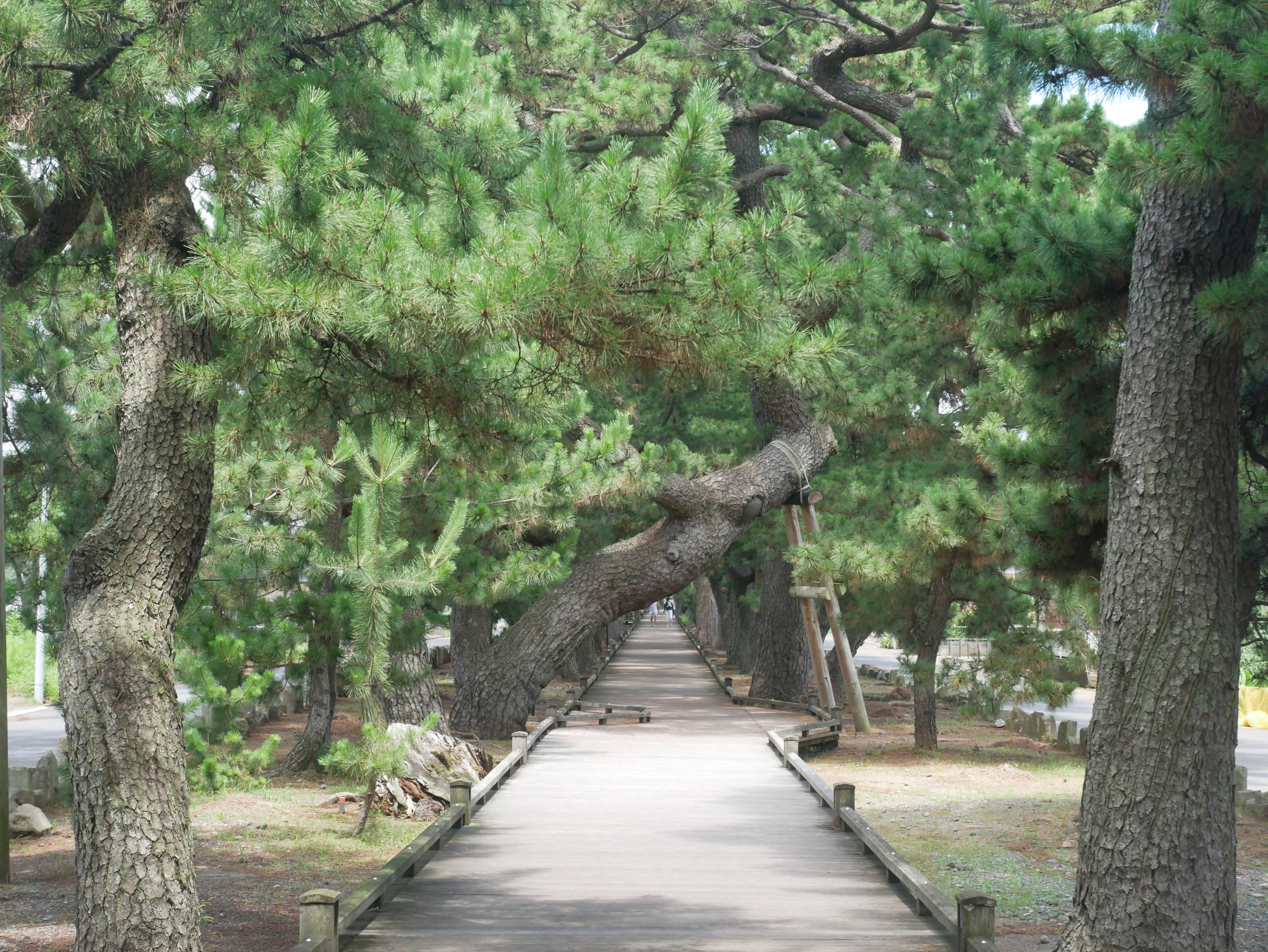 静岡市　御穂神社　神の道