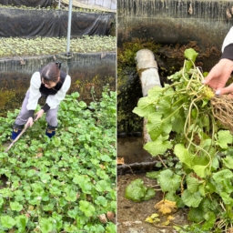 静岡市　奥静エリア　わさび狩り体験