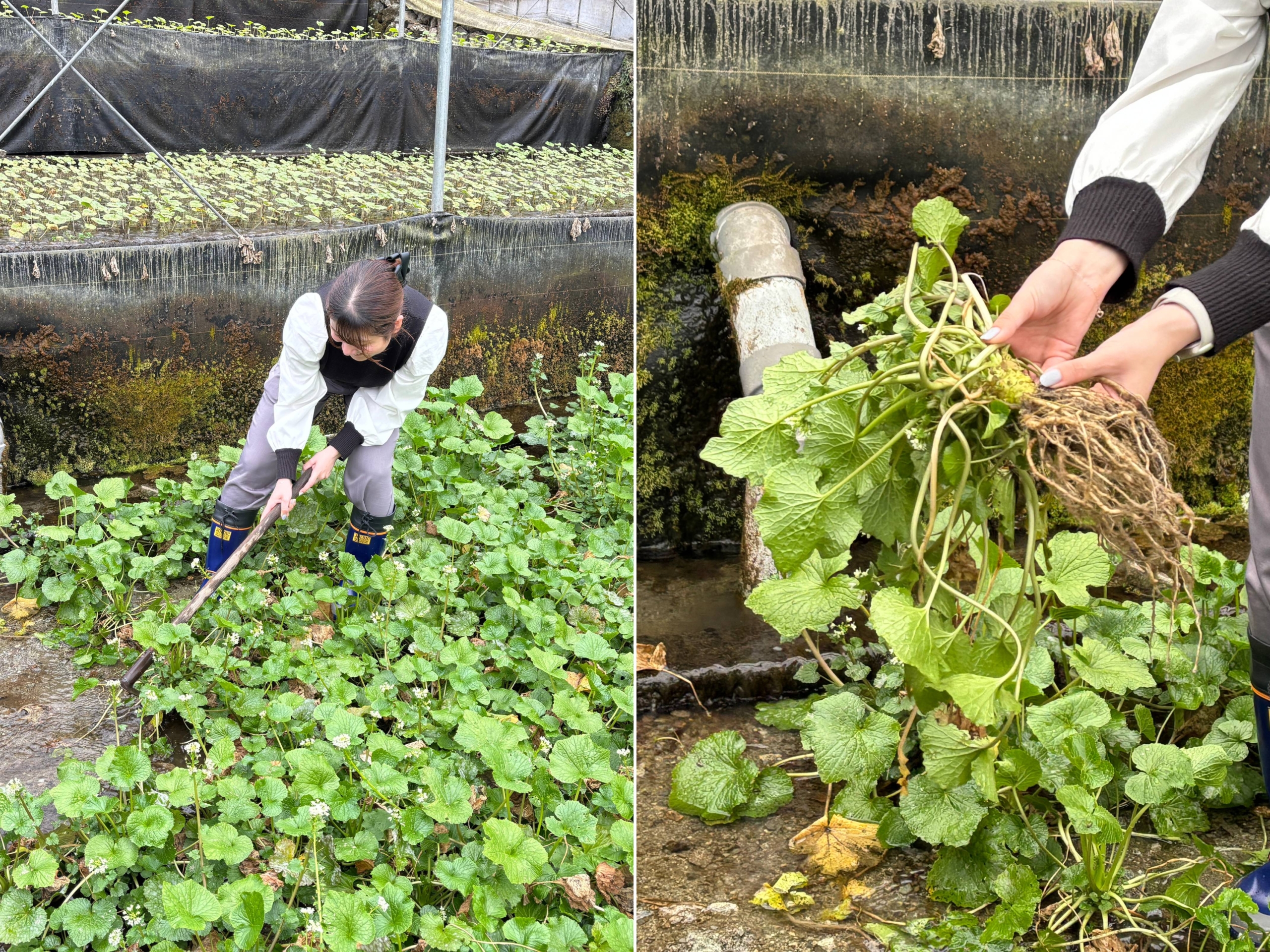 静岡市　奥静エリア　わさび狩り体験
