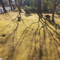 インド先生3月ブログ⑦