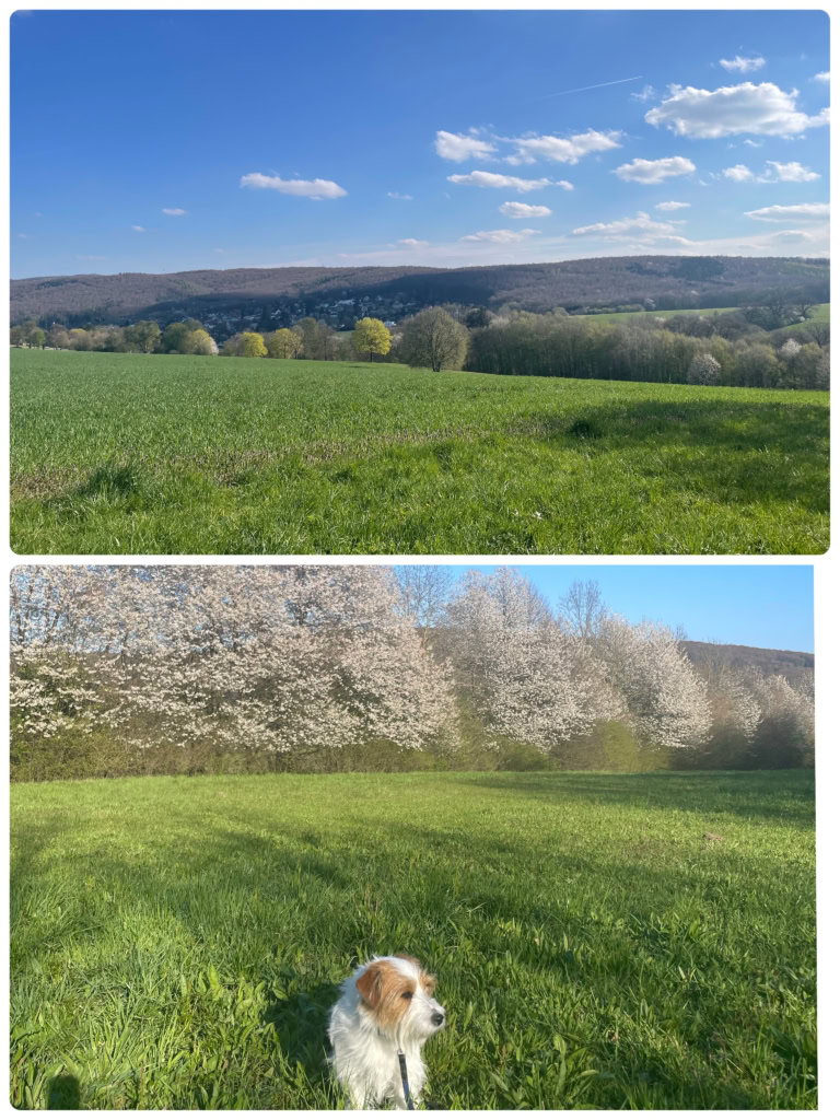 QPさんの愛犬ポチ子
