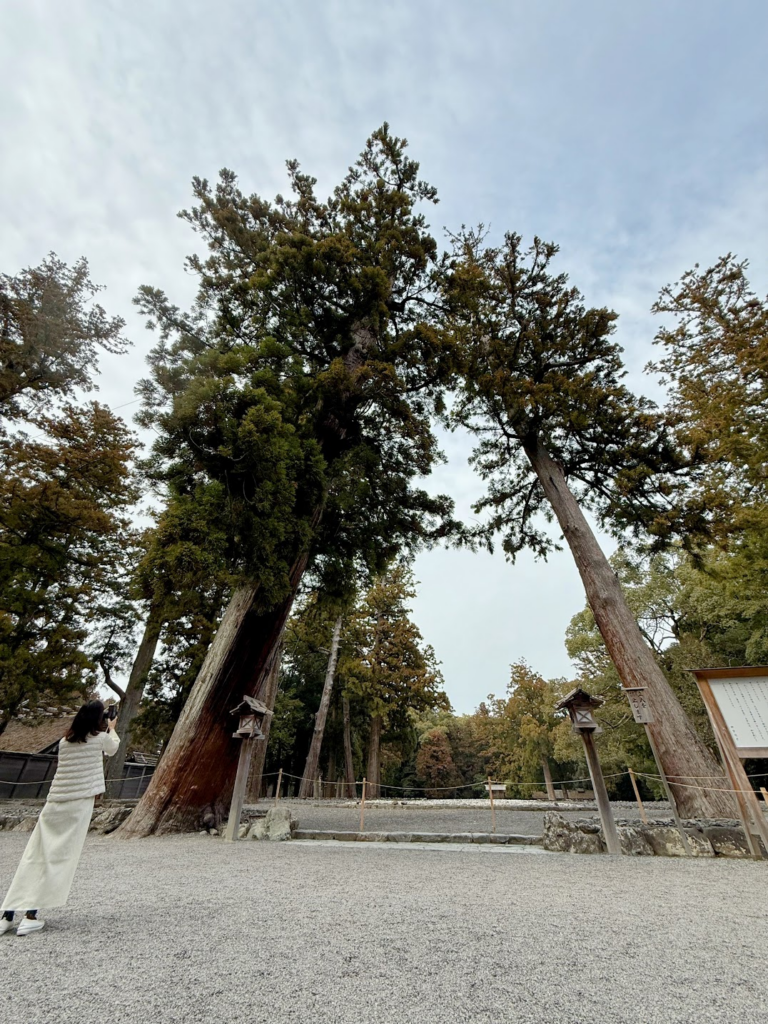 正宮の横にある次の遷宮のための「御敷地」。両サイドの大木が立派。