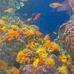 年間パスポートを持っている新江ノ島水族館の美しいサンゴ。