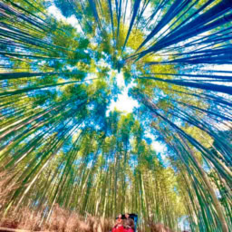 嵐山で、たまたま一緒になった友達と人力車に乗って竹林探索。